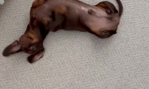Silly Sausage Dog Has the Wiggles