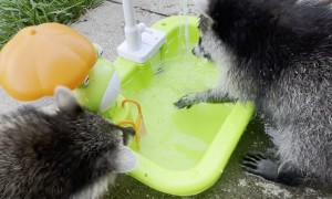 Raccoon Kits Have Splash Time
