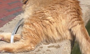 Leashed Cat Dips Tail In Water Fountain