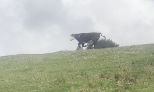 When Cows Go Cow Tipping