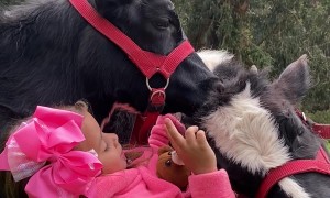 A Girl Sings To Her Cow Friends
