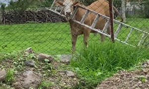 Cow Gets Its Head Stuck in a Ladder