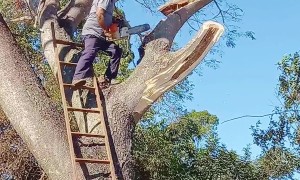 Pruned Tree Branch Makes Trimmer Fall Too