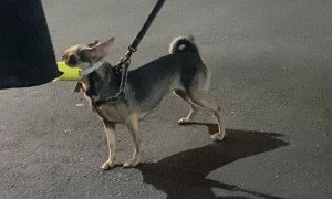 Quirky Duck Bill Muzzle