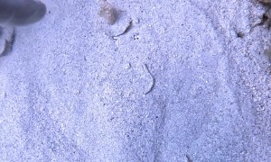 Electric Ray Disappears Into Sand