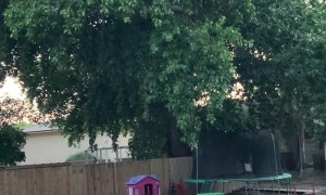 Old Cottonwood Tree Drops Huge Branch