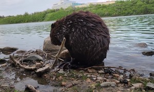 Beaver Sits Up to Groom