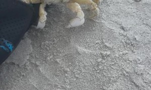 Cute Little Crab Hides In Sandal