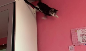 Cat Fails to Land Jump