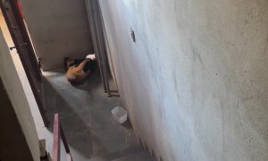 Squabbling Cats Suddenly Pause Their Sinning