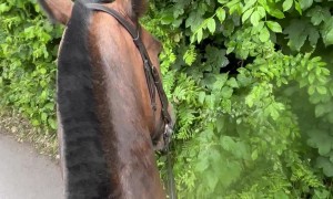 Horse Is Eager To Go Home