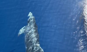 Twin Dolphins Twirl In Front Of Sailing Yacht