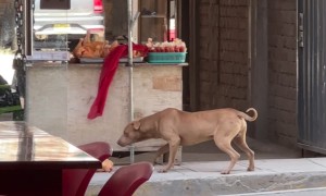 Stray Dog Steals From Street Vendor
