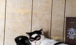 Masked Cat Wears a Cowboy Hat