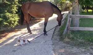 Dog Plays Tug-of-War With Horse