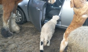 Farm Animals Invade Visitor's Car