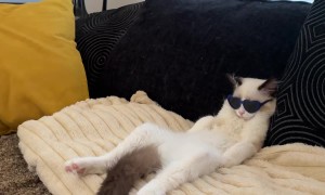 Cool Cat Chills in Front of Fan