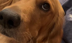 When You Find The Perfect Spot For Scritches