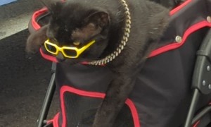 Cats Wear Sunglasses And Gold Chains At Market