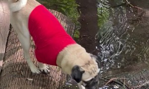 Brave Jungle Pug Falls In Mud