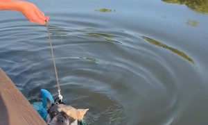 French Bulldog Is Not a Natural Swimmer