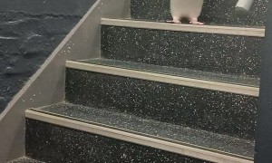 Penguins Hop Down Stairs