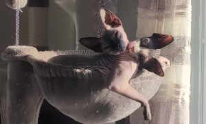 Sunbathing Sphynx Brothers