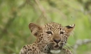 Curious Leopard Cub Clambering Up Fallen Tree Branch