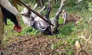 Machinery Used to Rescue Horse