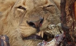 Lion Feasts on Carcass