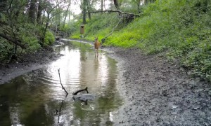 Trail Cam Captures Fawn's Zoomies
