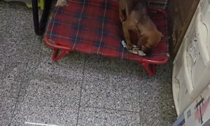 Failed Attempt To Not Get Bitten