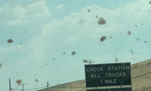 Tumbleweeds Block Traffic