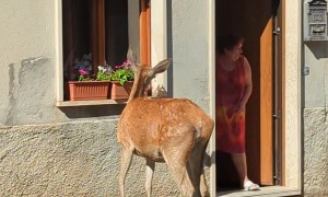 Rude Deer Eats Woman's Flowers