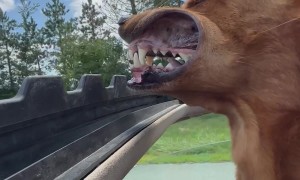 Dog With His Head Out Sunroof Going Down the Highway