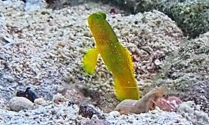 Yellow Prawn-Goby Lives in Symbiosis With Shrimp