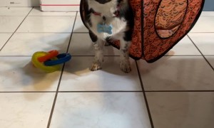 Silly Dog Gets  Stuck in Pop-Up Tent