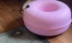 Pug Puppy Gets Stuck in Cat Tunnel