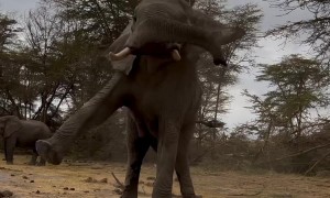 Big Bull Elephant Is Displeased