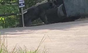 Black Bear Tries to Break Into Garbage