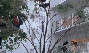 Tree Full of Chickens