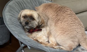 Cat Invades Dog's Personal Space