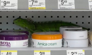 Buy One, Get an Iguana Free