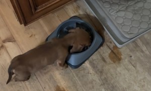 Puppy Steals Big Dog's Food