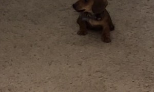 Three-Pound Puppy Bullies Big Dog