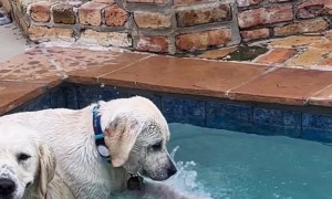 Dog Won't Let Friend Retrieve Ball