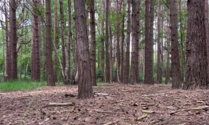 Tenacious Jack Russells Carried Out On Stick