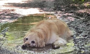 Golden Unwinds In Muddy Puddle