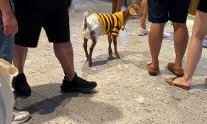 Diapered Goat On A Leash
