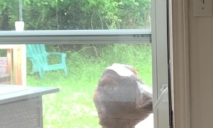 Goat Lets Himself Inside